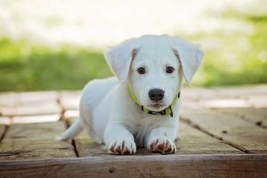 חיסונים לגורי כלבים